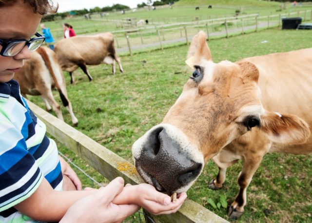 Animal Paddocks 1