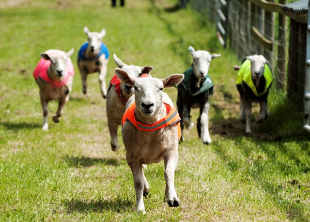 Sheep Race