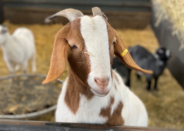 Boer goat web