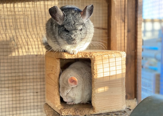 Chinchilla web