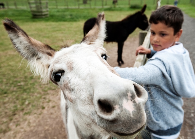 Donkey web