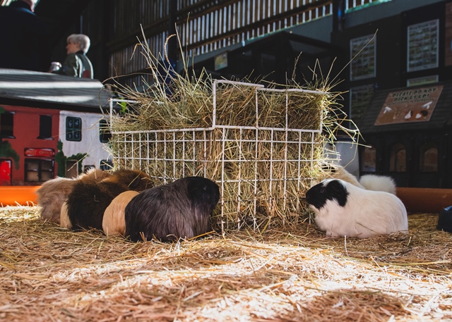 Guinea pigs web 2