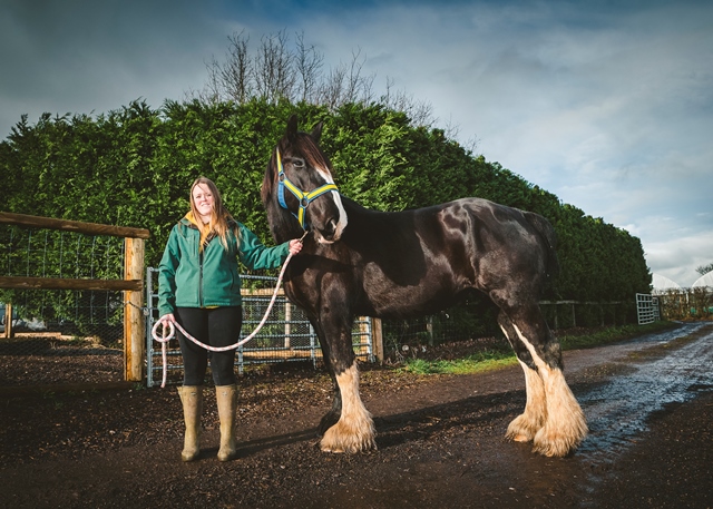 Shire horse web