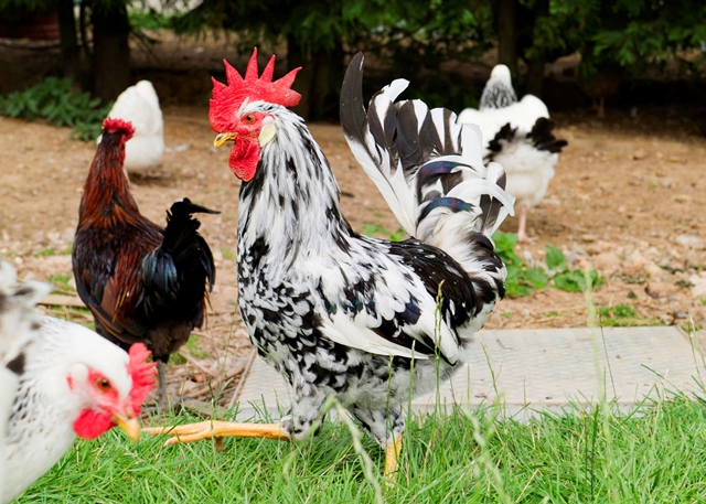 chickens web
