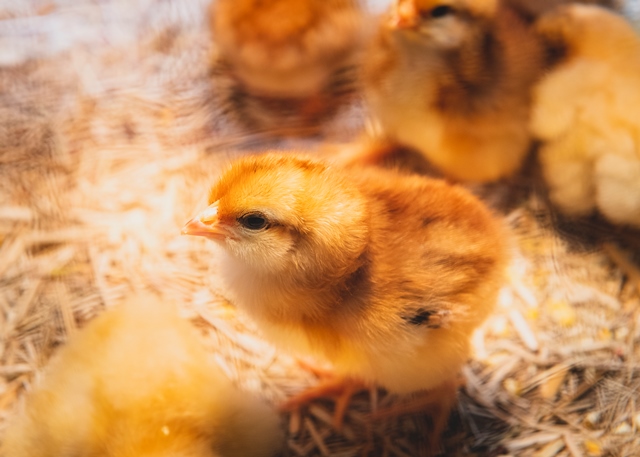 chicks web