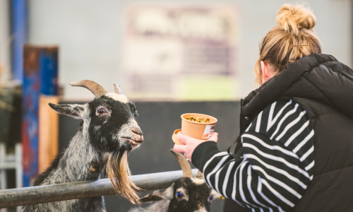 Looking for your next family day out in the midlands? This is the place to find it. Whether your children love meeting animals, exploring the great outdoors or discovering something completely new, we’ve put together six of the best family attractions in the midlands.